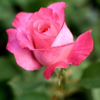 Rosa 'True Bliss' PPAF