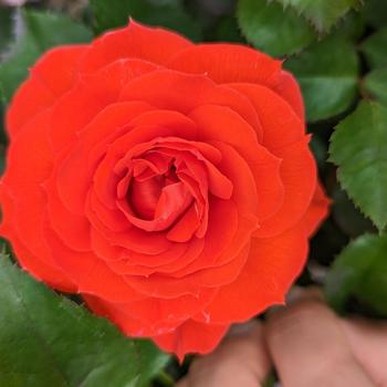 Rosa 'True Crush' 