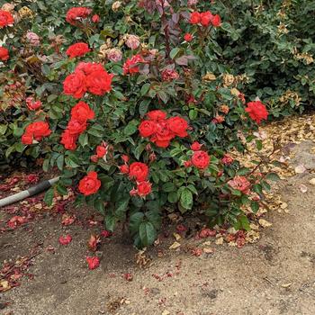 Rosa 'True Crush' (307140)