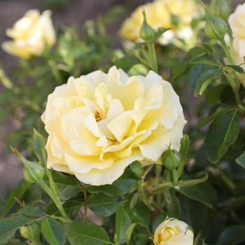Rosa 'True Darling' 