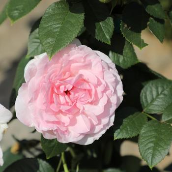 Rosa 'True Devotion' 