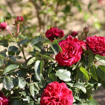 Rosa 'True Endearment' (307144)