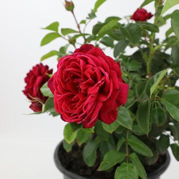 Rosa 'True Endearment' (307145)