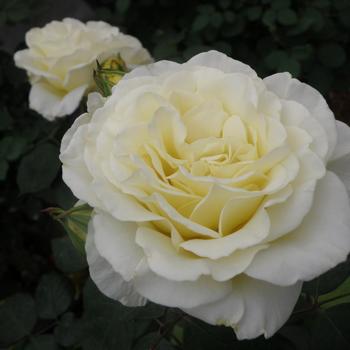 Rosa 'True Kindness' 