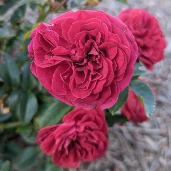 Rosa 'True Love™' PP31,575