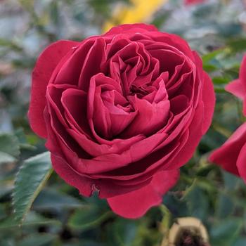 Rosa 'True Love™' (307151)