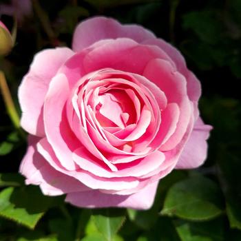 Rosa 'True Perfume' PP35467