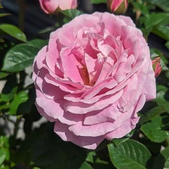 Rosa 'True Perfume' (307153)