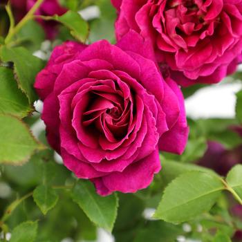 Rosa 'True Serenity' PP35453