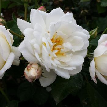 Rosa 'Whipped Cream™' PP32821