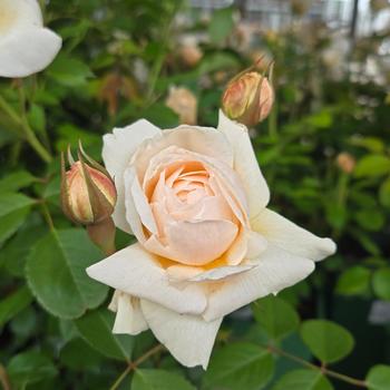 Rosa 'Aushomer' PP18713