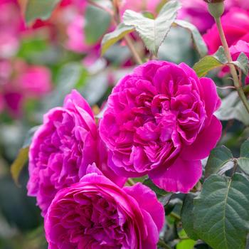 Rosa 'James L. Austin' 
