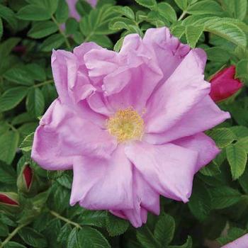 Rosa rugosa 'Pink Pavement' 