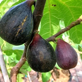 Ficus carica 'Italian Black' 