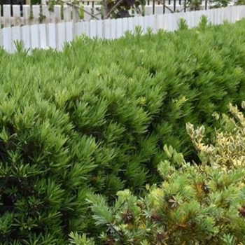 Podocarpus macrophyllus 'Pringles Dwarf' 
