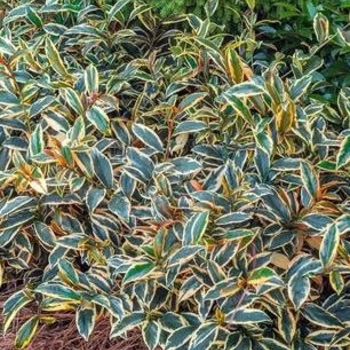 Ternstroemia gymnanthera 'WMN-01' 