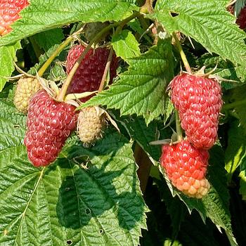 Rubus 'Jaclyn' 