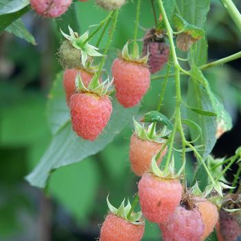 Rubus idaeus 'Double Gold' PP24,811