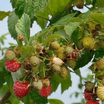 Rubus idaeus 'Himbo Top™' 