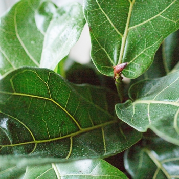 Ficus lyrata