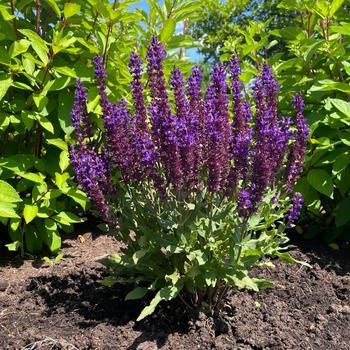Salvia nemorosa 'Balsalpur154' PPAF