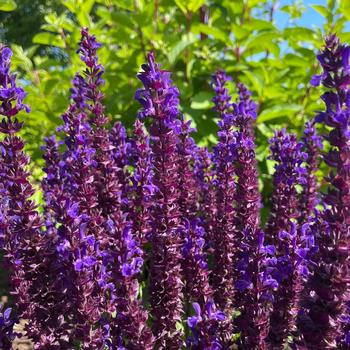 Salvia nemorosa 'Perpetual Purple™' (307178)