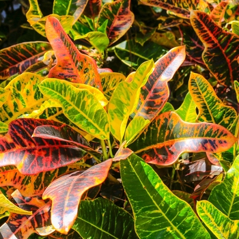 Codiaeum 'Multiple Varieties' 