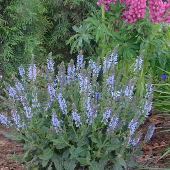 Salvia nemorosa Color Spires® 'Crystal Blue' (307182)