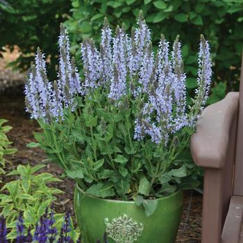 Salvia nemorosa Color Spires® 'Crystal Blue' (307183)