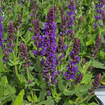 Salvia nemorosa Color Spires® 'Violet Riot' (307184)