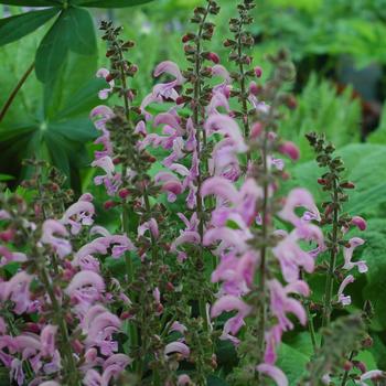 Salvia x sylvestris 'Sweet 16' PP24312