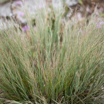 Schizachyrium littorale