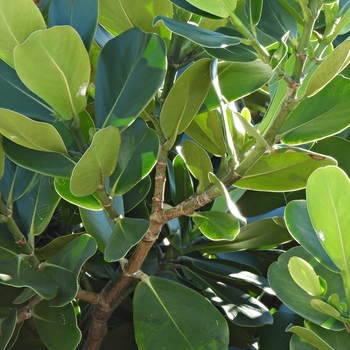 Clusia guttifera