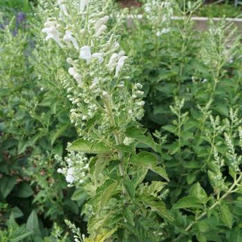 Scutellaria incana 'Prairie Snow&trade;' 