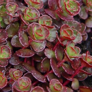 Sedum spurium 'Blaze' 