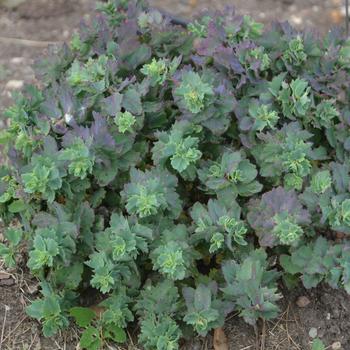 Sedum 'Rosy Cheeks' (307205)