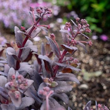 Sedum Puff Pastry™ '' (307207)