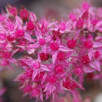 Sedum 'Pillow Talk' PP28528