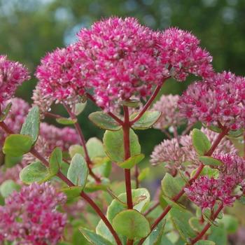 Sedum 'Pillow Talk' (307210)