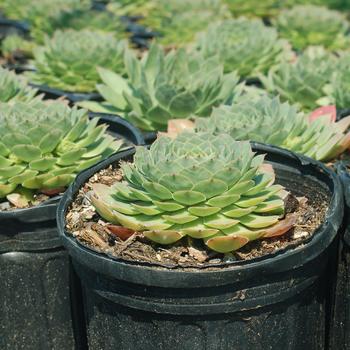Sempervivum 'Carmen'