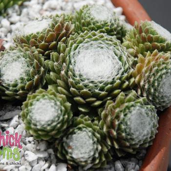 Sempervivum 'Cotton Candy™'
