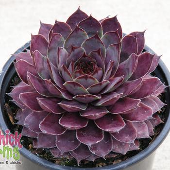 Sempervivum 'Plum Parfait™'