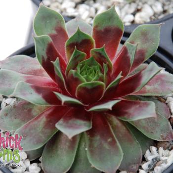 Sempervivum 'Watermelon Ripple™'