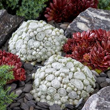 Sempervivum 'Arctic White' PPAF