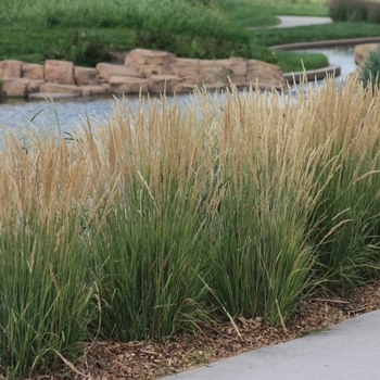 Calamagrostis acutiflora