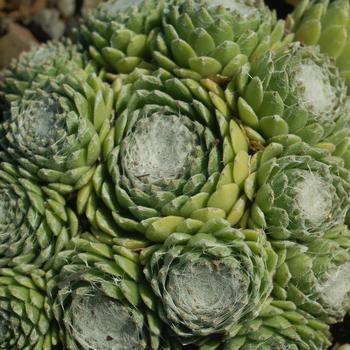Sempervivum arachnoideum 'Cobweb Buttons' (307221)