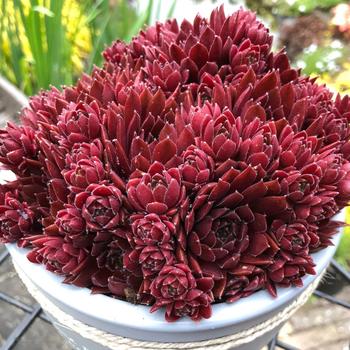 Sempervivum Colorockz® 'Coral Red' (307223)