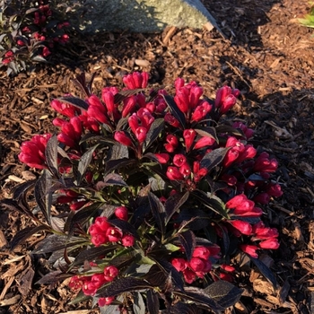 Weigela 'Electric Love®' PP31433