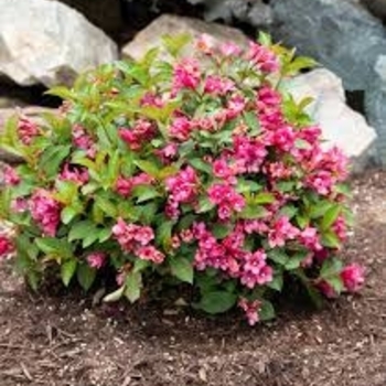 Weigela 'Verwof 1' PP30866