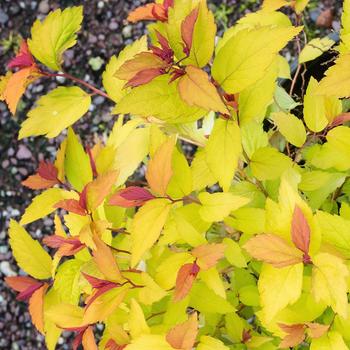 Spiraea x bumalda 'Goldflame' (307233)